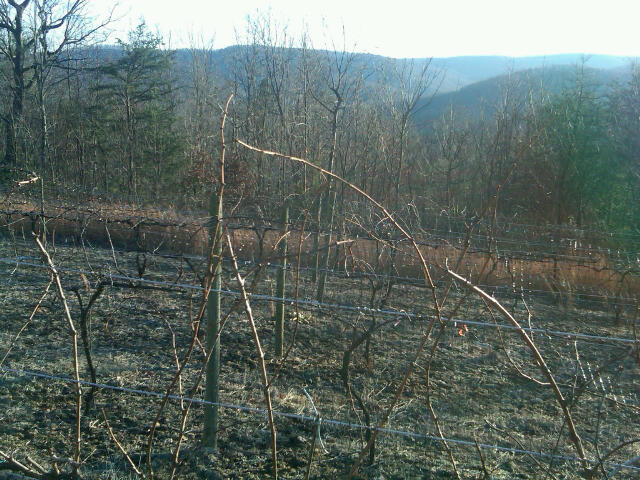 /home/wpcom/public_html/wp-content/blogs.dir/3e6/17878083/files/2011/02/img00228-20110128-1649.jpg Winter's Vineyard