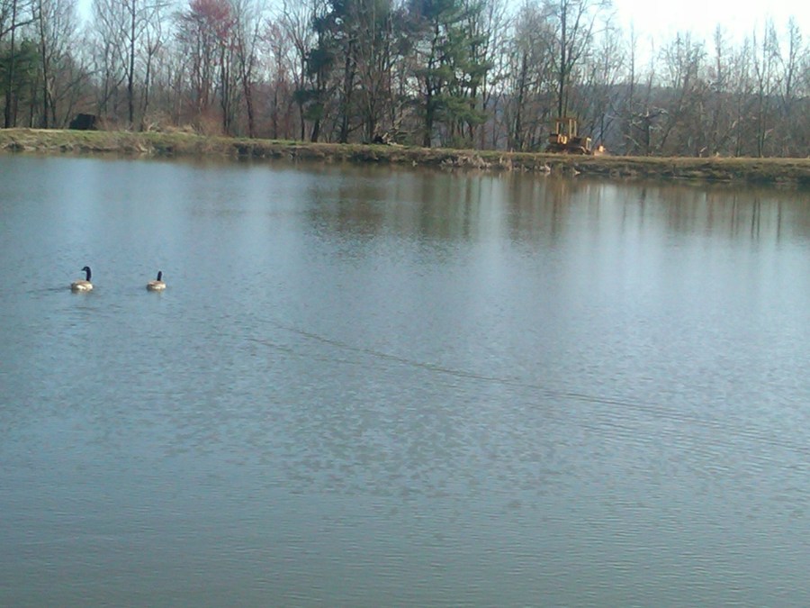 A Pair of Geese on Pond