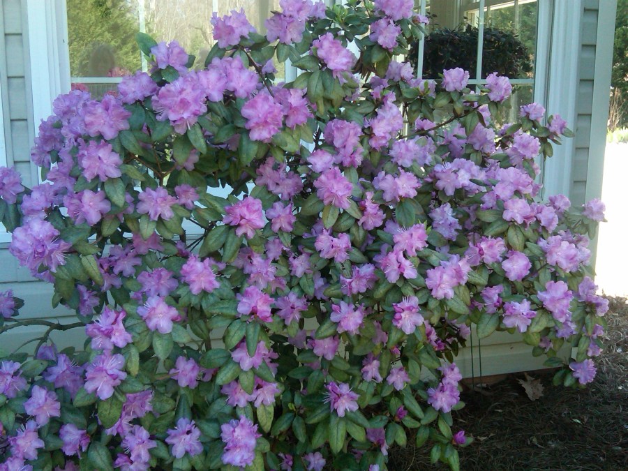 early blooming rhododendron