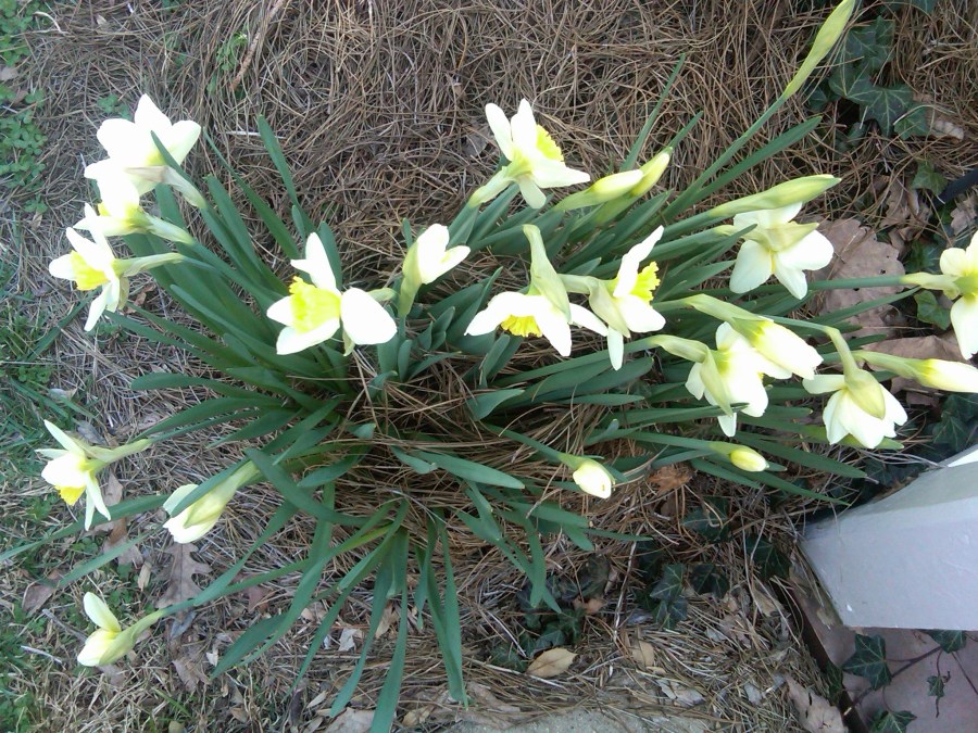 daffodils