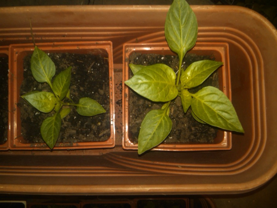 Repotted Pepper