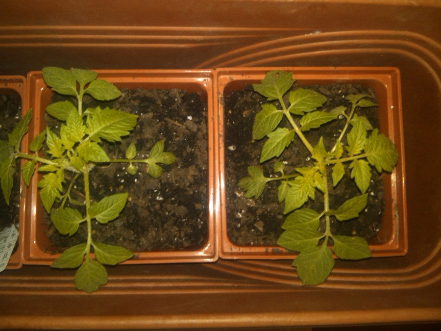 Repotted Tomato Plants