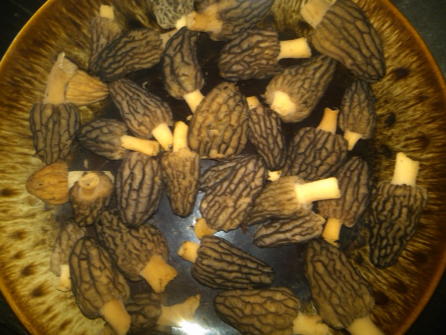 Our Cache of Wild Morels