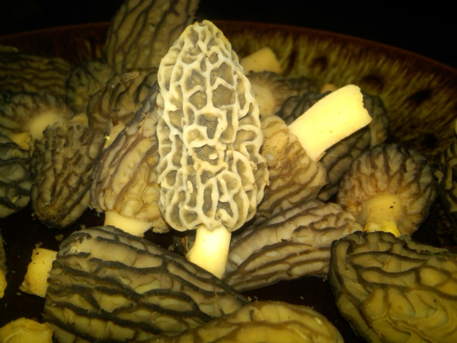 Morels Found Mid-April