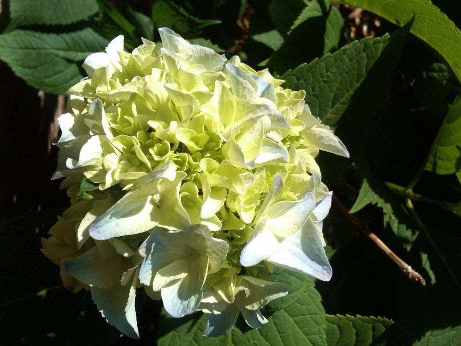 /home/wpcom/public_html/wp-content/blogs.dir/3e6/17878083/files/2011/05/homewpcompublic_htmlwp-contentblogs-dir3e617878083files201105hydrangea.jpg