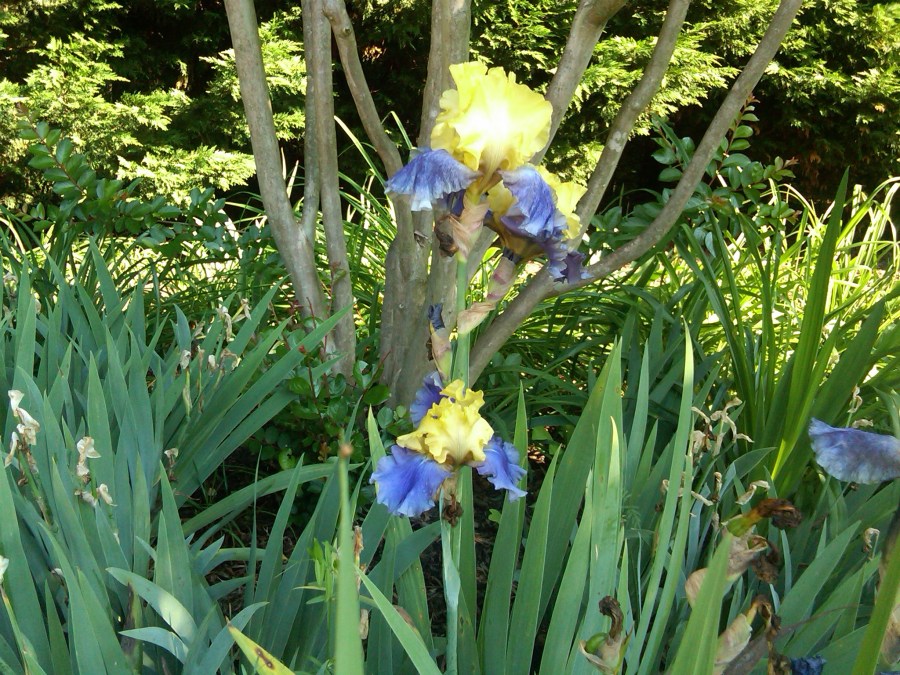 /home/wpcom/public_html/wp-content/blogs.dir/3e6/17878083/files/2011/05/homewpcompublic_htmlwp-contentblogs-dir3e617878083files201105last-iris.jpg