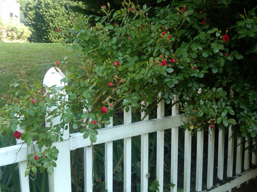 /home/wpcom/public_html/wp-content/blogs.dir/3e6/17878083/files/2011/05/rose-arbor.jpg