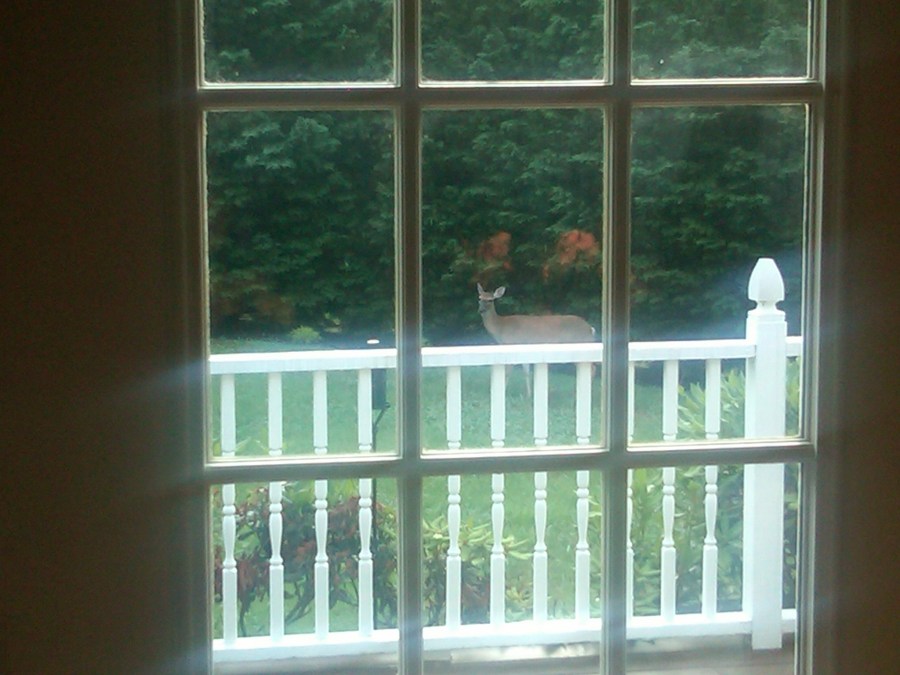 /home/wpcom/public_html/wp-content/blogs.dir/3e6/17878083/files/2011/06/deer-in-back-yard.jpg