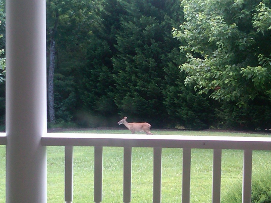 /home/wpcom/public_html/wp-content/blogs.dir/3e6/17878083/files/2011/06/deer-in-front-yard.jpg