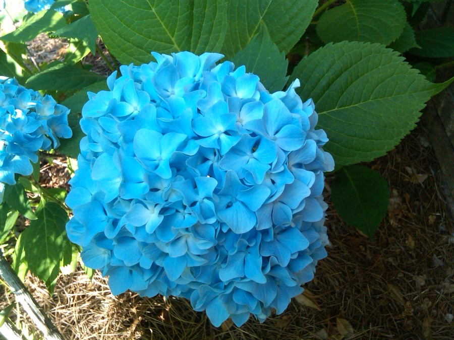 /home/wpcom/public_html/wp-content/blogs.dir/3e6/17878083/files/2011/06/french-blue-hydrangea.jpg