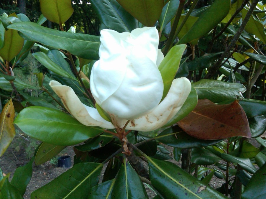 /home/wpcom/public_html/wp-content/blogs.dir/3e6/17878083/files/2011/06/homewpcompublic_htmlwp-contentblogs-dir3e617878083files201106southern-magnolia-flower.jpg