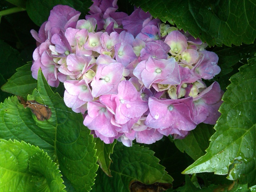 /home/wpcom/public_html/wp-content/blogs.dir/3e6/17878083/files/2011/06/pink-hydrangea.jpg