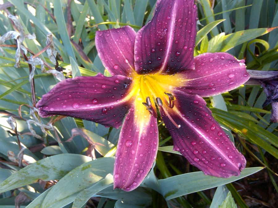 /home/wpcom/public_html/wp-content/blogs.dir/3e6/17878083/files/2011/06/purple-tiger-lilly.jpg