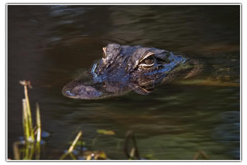 /home/wpcom/public_html/wp-content/blogs.dir/3e6/17878083/files/2011/06/swamp_gatoreyes.jpg Photo courtesy of Andobon Swamp