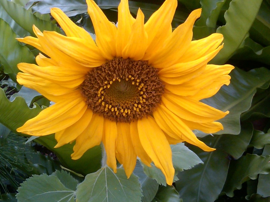 /home/wpcom/public_html/wp-content/blogs.dir/3e6/17878083/files/2011/07/sunflower.jpg