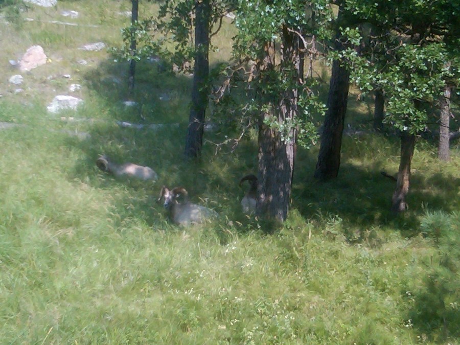 /home/wpcom/public_html/wp-content/blogs.dir/3e6/17878083/files/2011/08/big-horn-sheep.jpg Big Horn Sheep