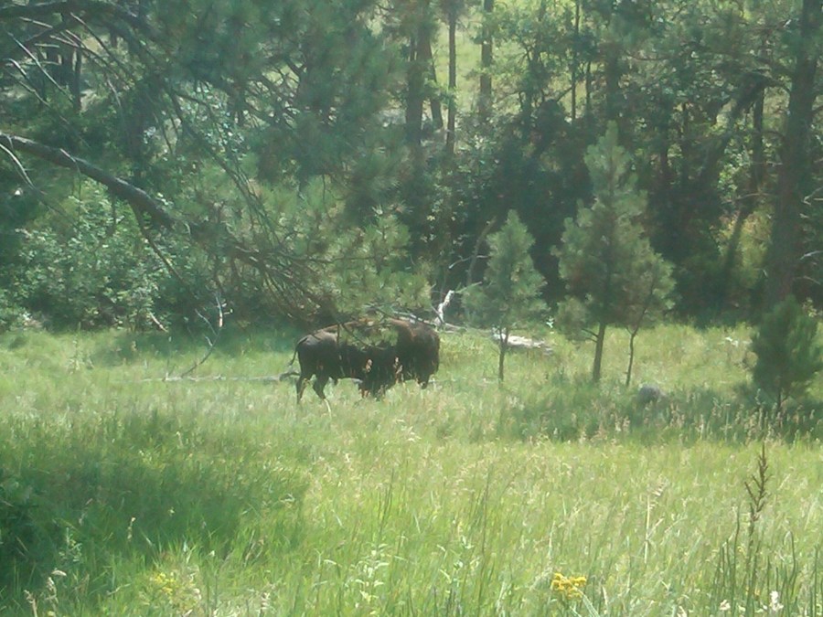 /home/wpcom/public_html/wp-content/blogs.dir/3e6/17878083/files/2011/08/buffalo-in-custer-state-park.jpg Buffalo in Custer State Park