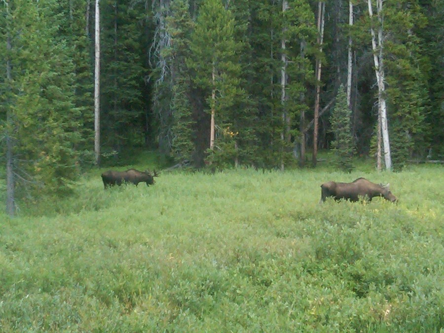 /home/wpcom/public_html/wp-content/blogs.dir/3e6/17878083/files/2011/08/bull-and-cow-moose.jpg Bull and Cow Moose