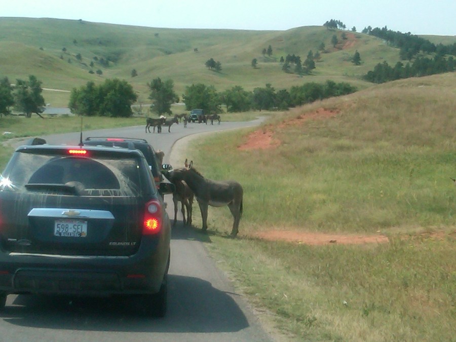 /home/wpcom/public_html/wp-content/blogs.dir/3e6/17878083/files/2011/08/burrow-traffic-jam.jpg South Dakota Traffic Jam - Wild Burrows!