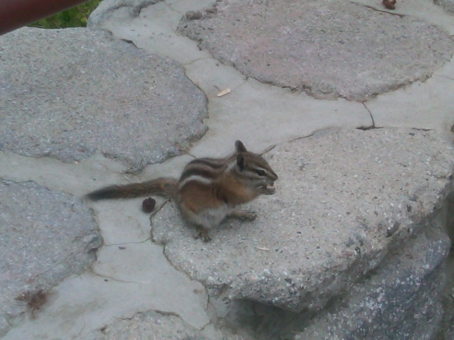 /home/wpcom/public_html/wp-content/blogs.dir/3e6/17878083/files/2011/08/chipmonk-rock-creek-vista-on-beartooth.jpg Chipmonk @ Rock Creek Vista on Beartooth