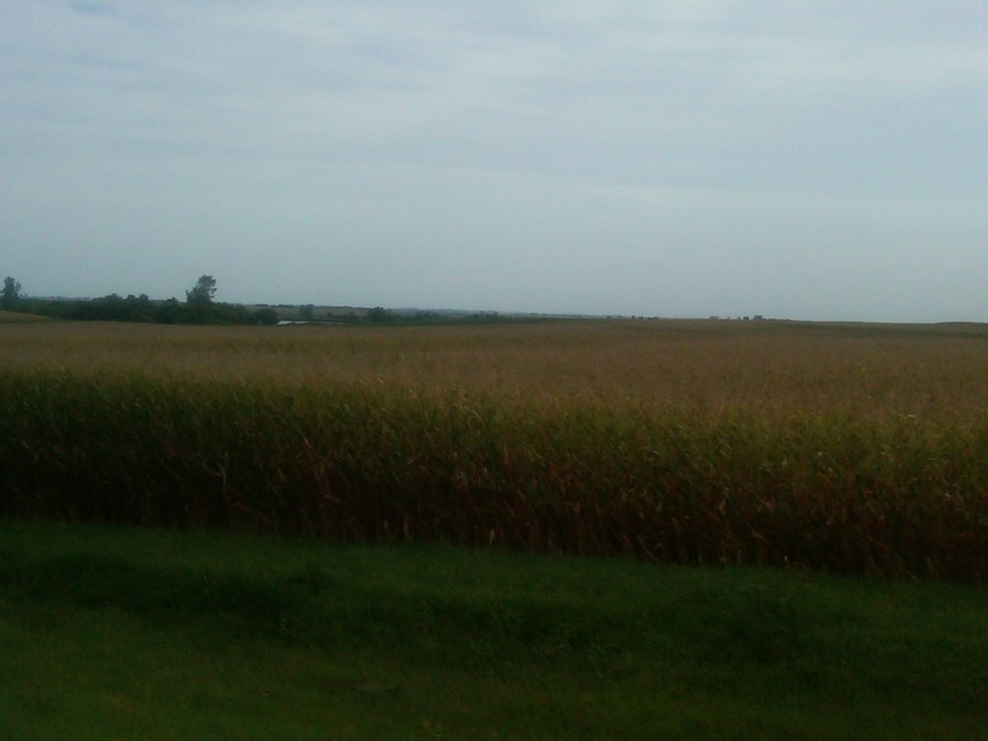 /home/wpcom/public_html/wp-content/blogs.dir/3e6/17878083/files/2011/08/corn-y-kansas.jpg Corn-y Kansas