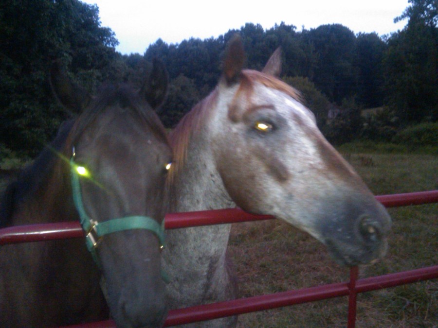/home/wpcom/public_html/wp-content/blogs.dir/3e6/17878083/files/2011/08/equine-buddies.jpg