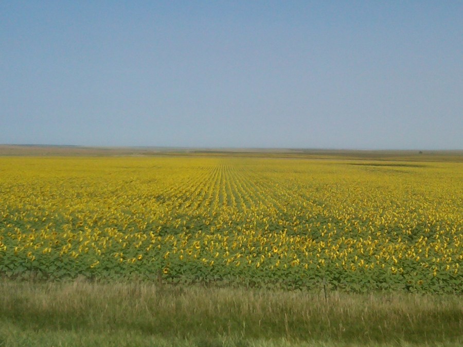 /home/wpcom/public_html/wp-content/blogs.dir/3e6/17878083/files/2011/08/field-of-sunflowers.jpg Breathtaking Field of Sunflowers