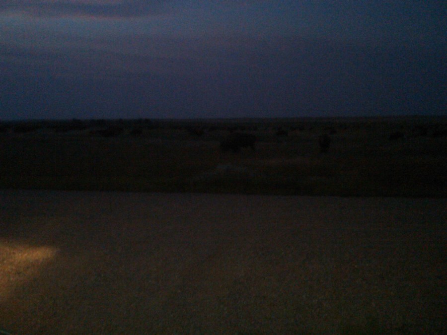 /home/wpcom/public_html/wp-content/blogs.dir/3e6/17878083/files/2011/08/herd-of-buffalo-at-dusk.jpg Herd of Buffalo at Dusk