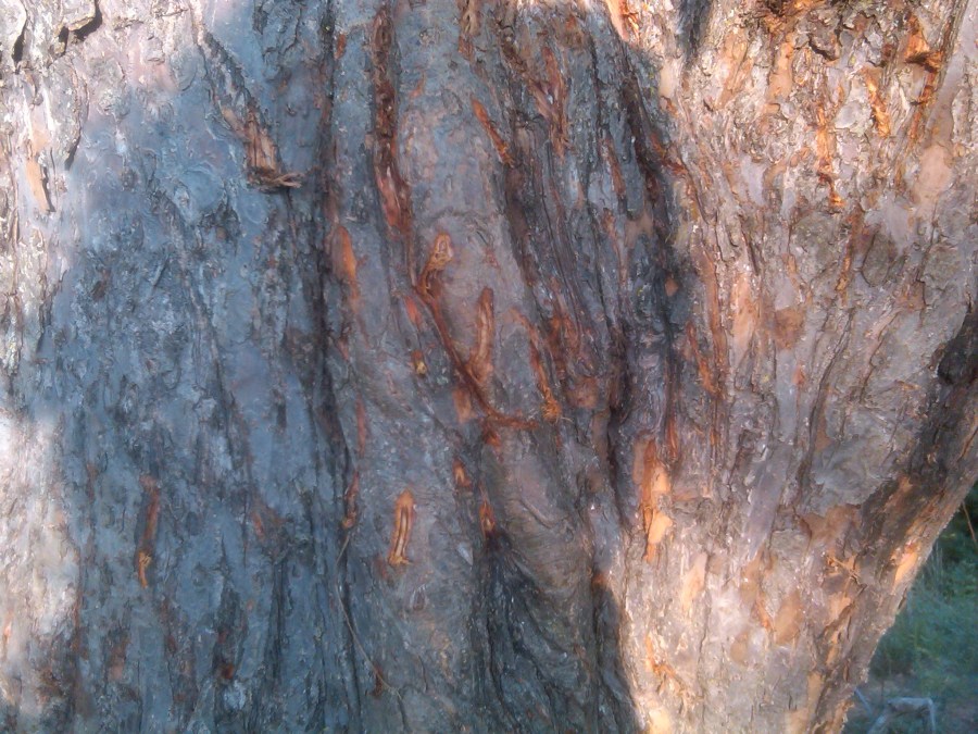 /home/wpcom/public_html/wp-content/blogs.dir/3e6/17878083/files/2011/08/img01799-20110831-1847.jpg Bear Claw Marks