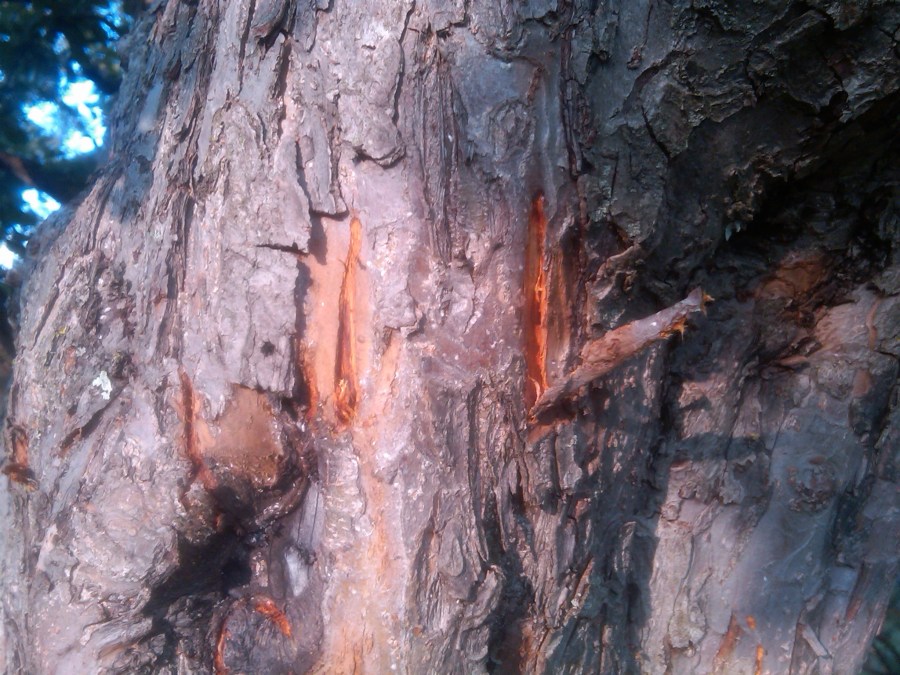 /home/wpcom/public_html/wp-content/blogs.dir/3e6/17878083/files/2011/08/img01800-20110831-1848.jpg More Bear Claw Marks