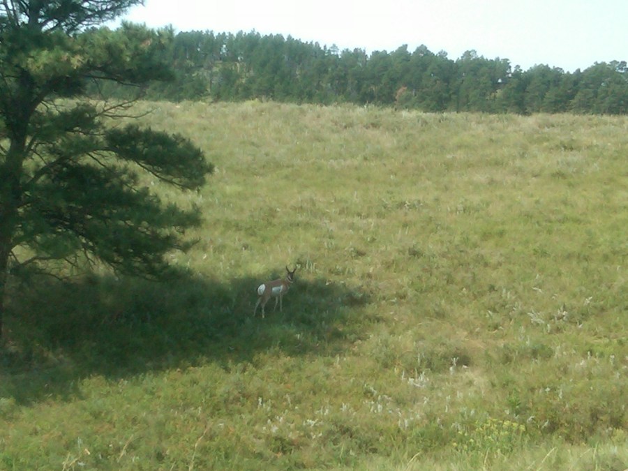 /home/wpcom/public_html/wp-content/blogs.dir/3e6/17878083/files/2011/08/male-pronghorn.jpg Male Pronghorn