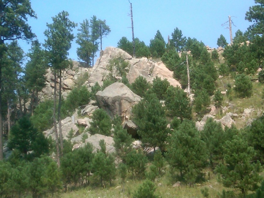 /home/wpcom/public_html/wp-content/blogs.dir/3e6/17878083/files/2011/08/mountain-goats.jpg Mountain Goats - look on top of cliffs