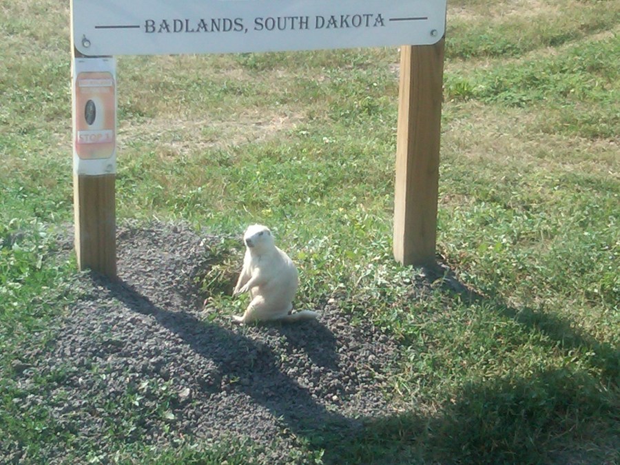 /home/wpcom/public_html/wp-content/blogs.dir/3e6/17878083/files/2011/08/white-prairie-dog.jpg White Prairie Dog