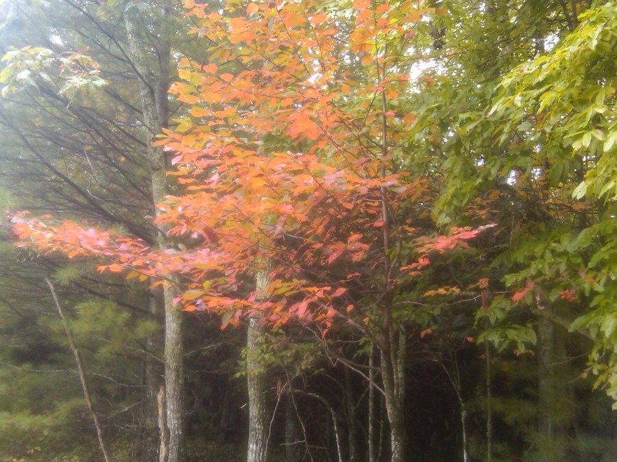 /home/wpcom/public_html/wp-content/blogs.dir/3e6/17878083/files/2011/09/colored-leaves.jpg Colored Leaves