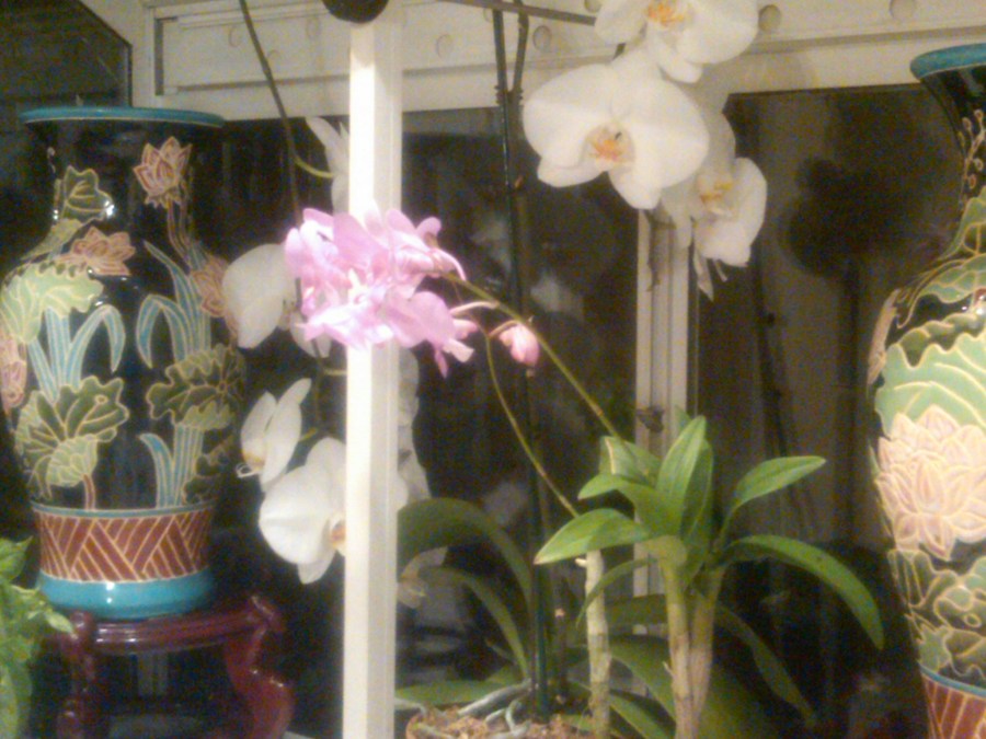 /home/wpcom/public_html/wp-content/blogs.dir/3e6/17878083/files/2011/09/img01841-20110919-0626.jpg Orchids