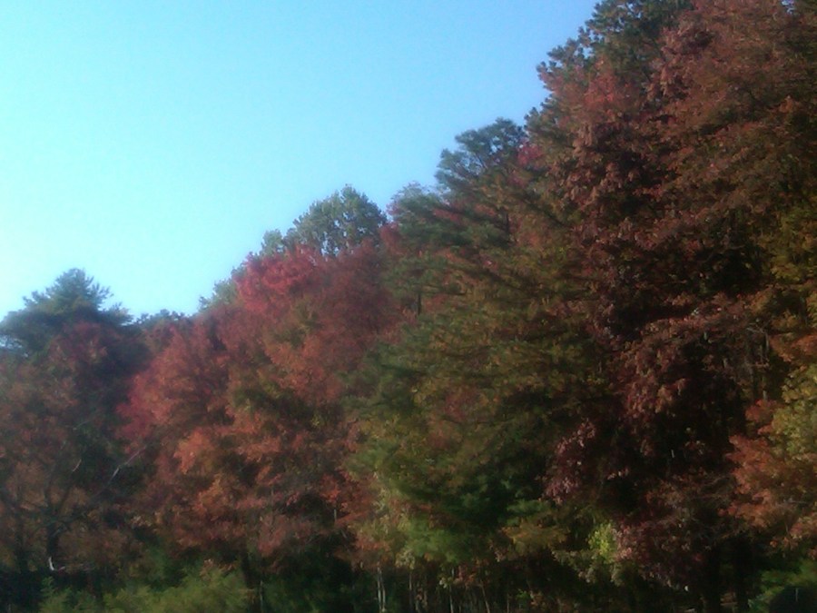 /home/wpcom/public_html/wp-content/blogs.dir/3e6/17878083/files/2011/10/blue-ridge-parkway-colored-leaves.jpg Colored Leaves Along the Blue Ridge Parkway