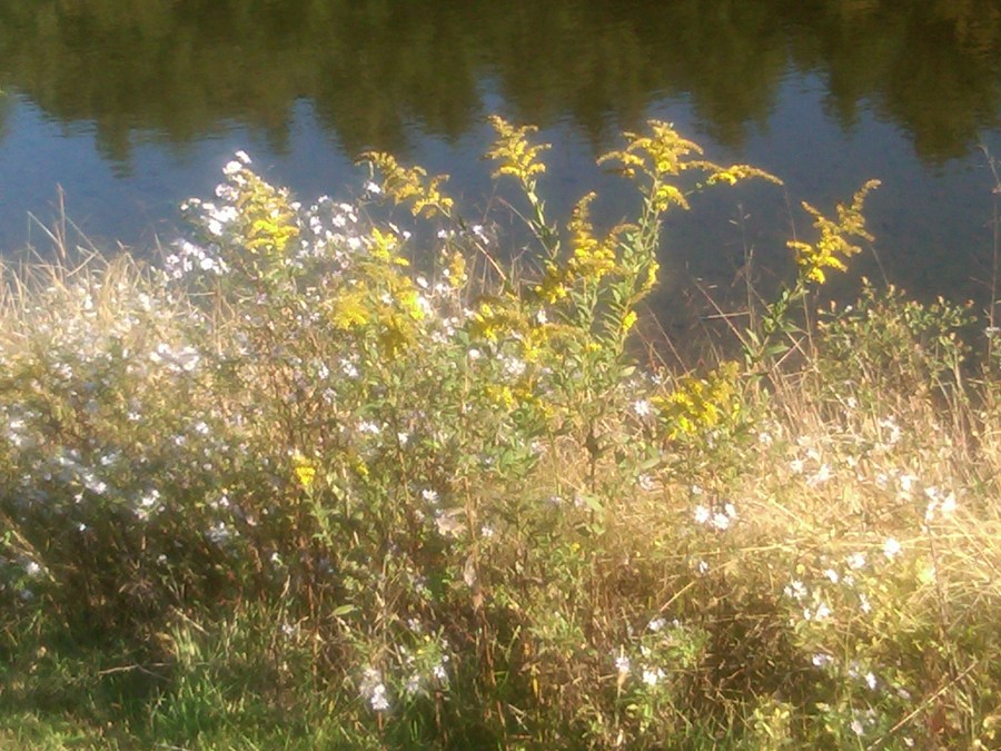 /home/wpcom/public_html/wp-content/blogs.dir/3e6/17878083/files/2011/10/little-glade-mill-pond-with-wildflowers.jpg Wildflowers along Little Glade Mill Pond