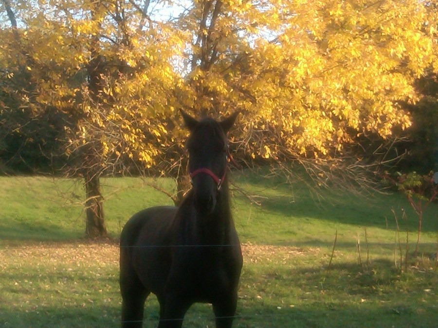 Choco - the horse we belong to!