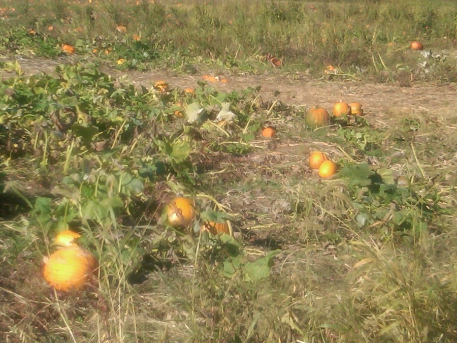 /home/wpcom/public_html/wp-content/blogs.dir/3e6/17878083/files/2011/10/pumpkins-in-patch-sparta.jpg The Pumpkin Patch