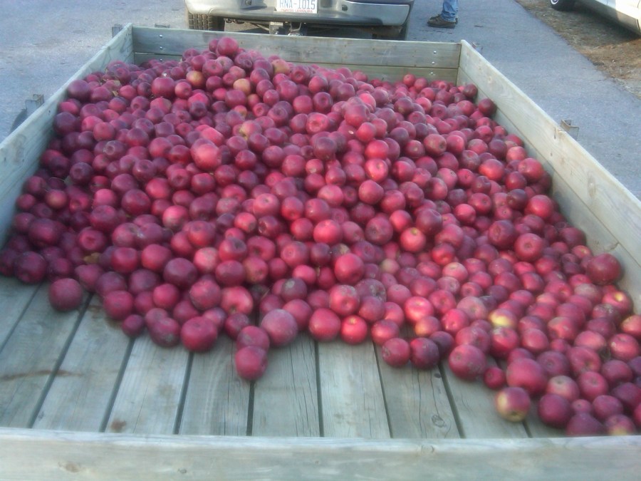 /home/wpcom/public_html/wp-content/blogs.dir/3e6/17878083/files/2011/11/homewpcompublic_htmlwp-contentblogs-dir3e617878083files201111bushels-of-apples.jpg Bushels of Apples Coming Home