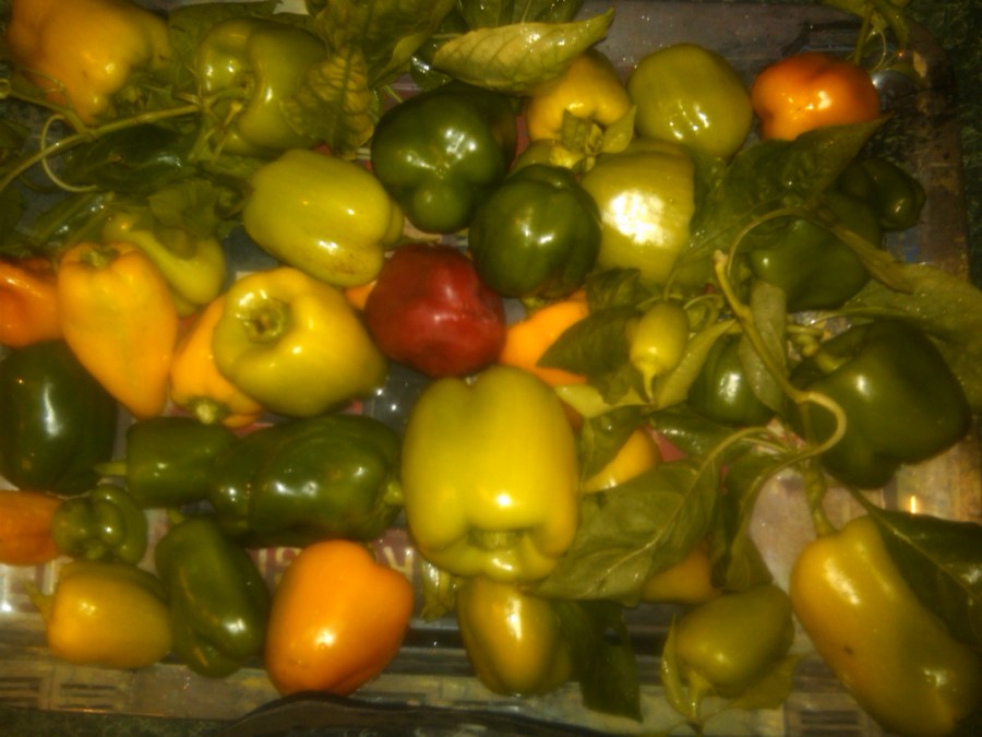 Bell Peppers - All colors!  Aren't they beautiful and alluring, almost obscene in the fall garden.