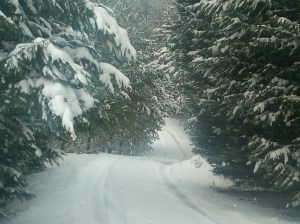 Snow Covered Driveway