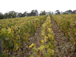 Vineyard in Essoyes