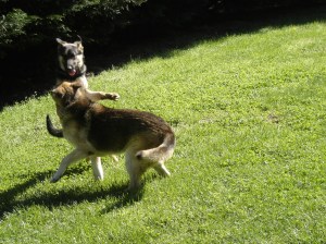 Gretel on hind legs with Penny