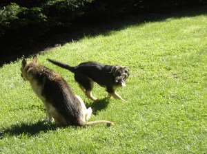 Gretel running around Penny