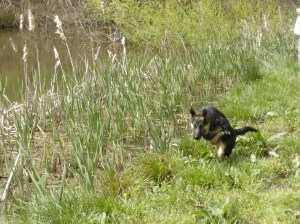 Gretel running in pond reeds