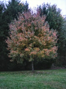 Autumn Maple