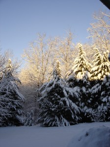snow covered cypress