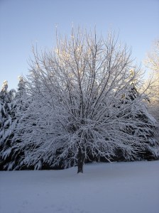 snow covered maple