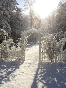snow covered rose arbor